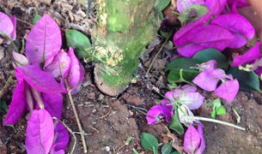 三角梅的修剪方法视频,视频教程精华概述